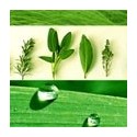 AROMATICA