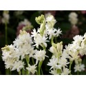 Floral Tuberosa Naranjo