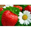 Floral Frutal