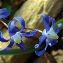 Amaderada Aromatica