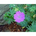Floral Almizclada