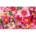 Floral Floral 