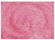  02 - CHIYOKO (BABY PINK)